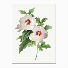 Hibiscus From Choix Des Plus Belles Fleurs, Pierre Joseph Redouté Canvas Print