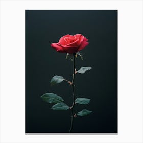 Single Rose 11 Canvas Print