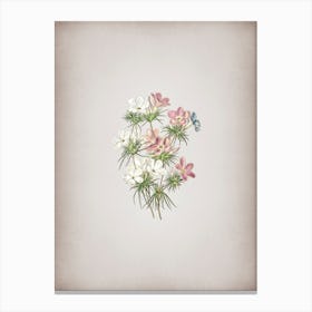 Vintage Thick Flowered Slender Tube Botanical on Parchment n.0233 Canvas Print