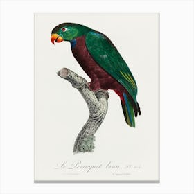 The Red Billed Parrot From Natural History Of Parrots, Francois Levaillant Canvas Print