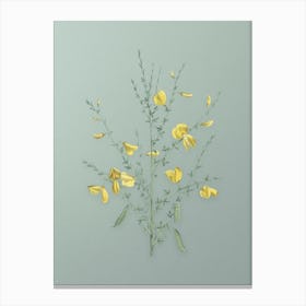 Vintage Yellow Broom Flowers Botanical Art on Mint Green n.0552 Canvas Print