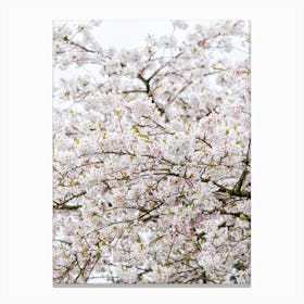 Blossom Tree 02 Canvas Print