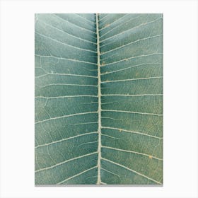 Close Up Of A Leaf Canvas Print