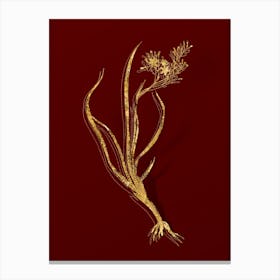 Vintage Phalangium Bicolor Botanical in Gold on Red n.0078 Canvas Print