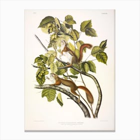 Chickaree Red Squirrel, John James Audubon Canvas Print