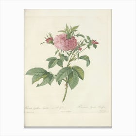 Rose Illustration, Pierre Joseph Redoute, Pierre Joseph Redoute (123) Canvas Print