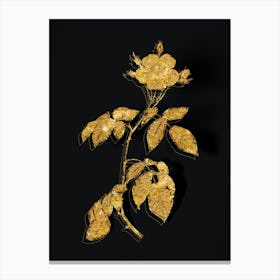 Vintage Big Leaved Climbing Rose Botanical in Gold on Black n.0098 Canvas Print