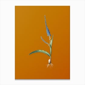 Vintage Ixia Plantaginea Botanical on Sunset Orange n.0384 Canvas Print