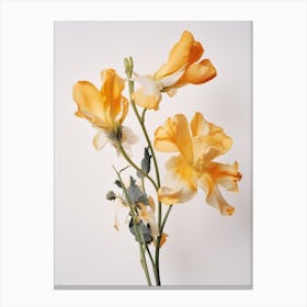 Pressed Flower Botanical Art Freesia 4 Canvas Print