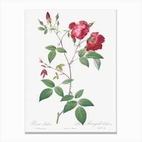 Velvet China Rose, Pierre Joseph Redoute Canvas Print