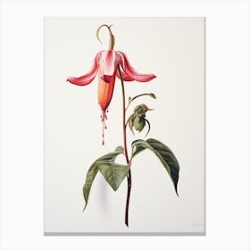 Pressed Flower Botanical Art Fuchsia 2 Canvas Print