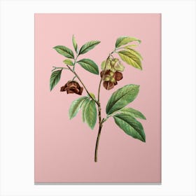 Vintage Papaw Tree Branch Botanical on Soft Pink n.0160 Canvas Print