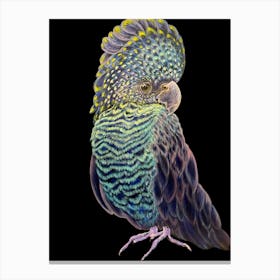 Cockatoo Canvas Print