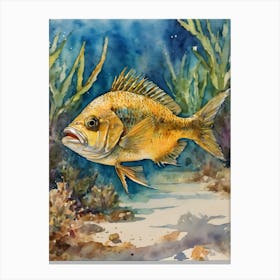 Tequila Splitfin Fish 2 Canvas Print