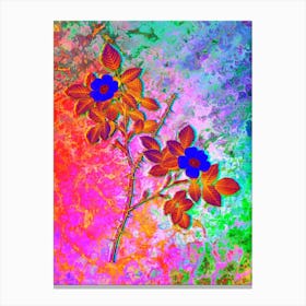 Spiny Leaved Rose of Dematra Botanical in Acid Neon Pink Green and Blue n.0117 Canvas Print