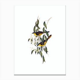 Vintage Wattle Cheeked Honeyeater Bird Illustration on Pure White Canvas Print