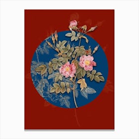 Vintage Botanical Pink Rosebush Bloom on Circle Blue on Red n.0305 Canvas Print