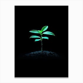 Green Plant On Black Background 6 Canvas Print