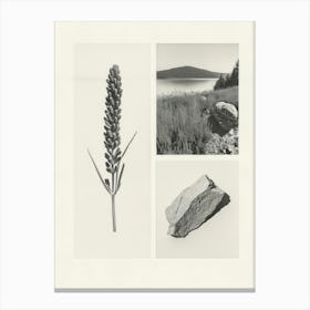 Lavender Flower Photo Collage 4 Canvas Print