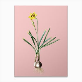 Vintage Narcissus Gouani Botanical on Soft Pink n.0548 Canvas Print