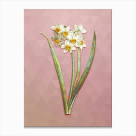 Vintage Narcissus Easter Flower Botanical Art on Crystal Rose n.1144 Canvas Print