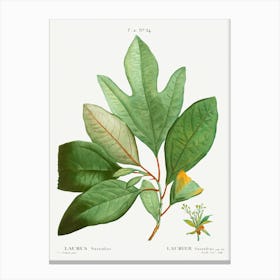 Laurels, Pierre Joseph Redoute Canvas Print