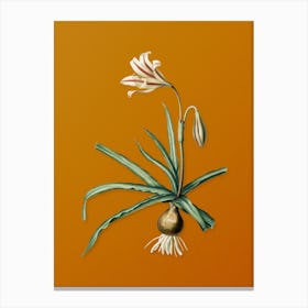 Vintage Amaryllis Broussonetii Botanical on Sunset Orange n.0436 Canvas Print