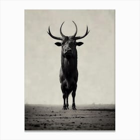 Bull With Horns Canvas Print