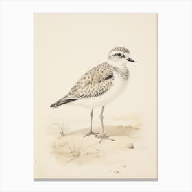 Vintage Bird Drawing Grey Plover 2 Canvas Print