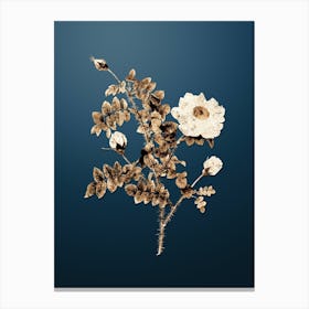 Gold Botanical White Burnet Roses on Dusk Blue n.2670 Canvas Print
