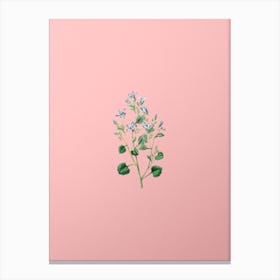 Vintage Dalmatian Wall Campanula Botanical on Soft Pink n.0480 Canvas Print