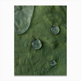 Lotus Water Drops Canvas Print