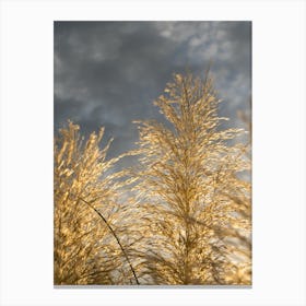 Golden pampas grass and grey clouds Canvas Print