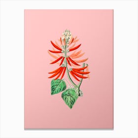 Vintage Naked Flowering Erythrina Botanical on Soft Pink n.0442 Canvas Print
