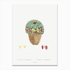 Cactus Mammillaria, Pierre Joseph Redoute Canvas Print