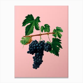 Vintage Lacrima Grapes Botanical on Soft Pink n.0175 Canvas Print