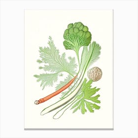 Celery Seed Spices And Herbs Pencil Illustration 2 Canvas Print