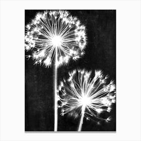 Black white dandelion Canvas Print