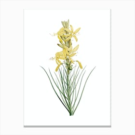 Vintage Yellow Asphodel Botanical Illustration on Pure White n.0896 Canvas Print
