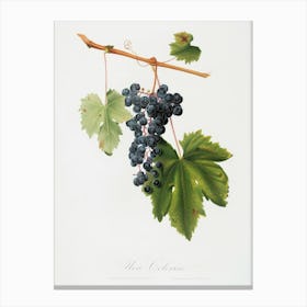 Grape Colorino (Vitis Vinifera Auxiliaria ) From Pomona Italiana (1817 - 1839), Giorgio Gallesio Canvas Print