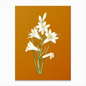 Vintage St. Bruno's Lily Botanical on Sunset Orange Canvas Print
