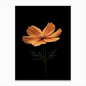 Cosmos Flower 6 Canvas Print