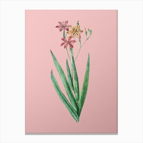 Vintage Blackberry Lily Botanical on Soft Pink n.0149 Canvas Print