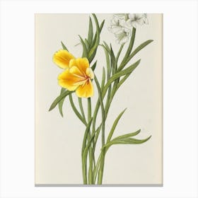 Freesia Vintage Botanical Flower Canvas Print