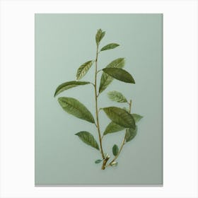 Vintage Grey Willow Botanical Art on Mint Green n.0084 Canvas Print
