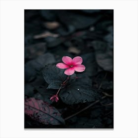 Pink Flower In The Dark 5 Canvas Print