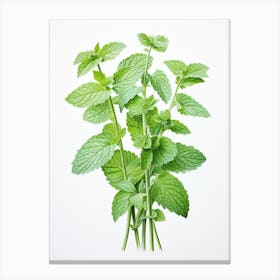 Lemon Balm Vintage Botanical Herbs 2 Canvas Print