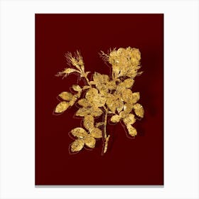 Vintage Dwarf Damask Rose Botanical in Gold on Red n.0310 Canvas Print