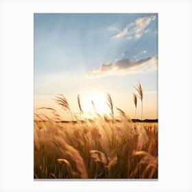 Sunset In A Field Canvas Print