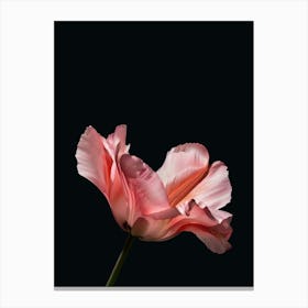 Pink Tulip Canvas Print